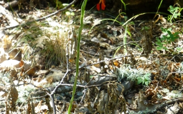 Είδη χλωρίδας