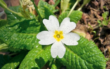 Η πρίμουλα Primula acaulis