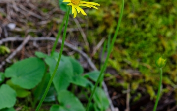 Δωρόνικο, Doronicum orientale